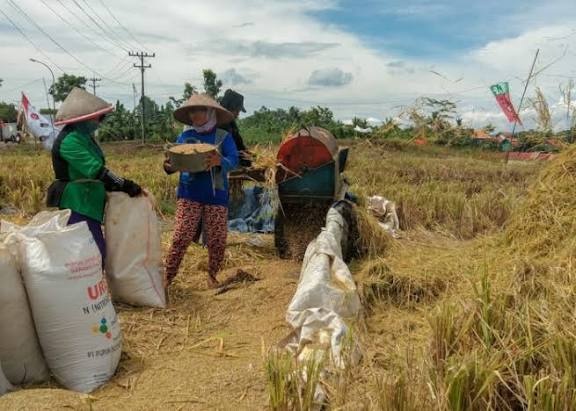 Pupuk Cilacap: Menyiram Kebanggaan Lokal dengan Layanan Profesional